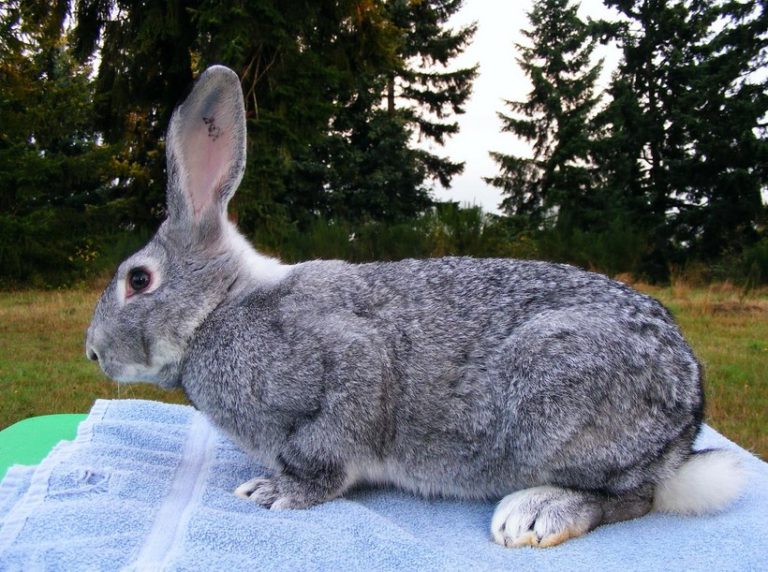 Complete Guide Of Large Rabbit Breeds
