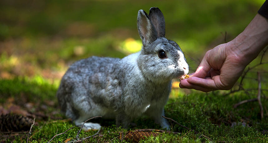 Rabbit Litter Box