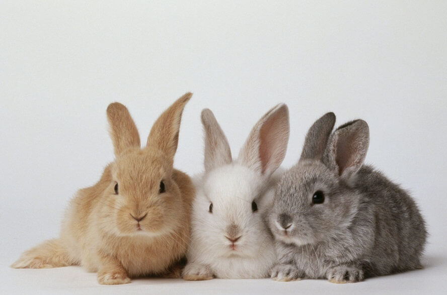 Rabbit Nesting Box