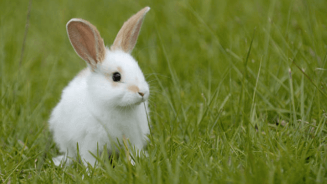 best-hay-for-rabbit