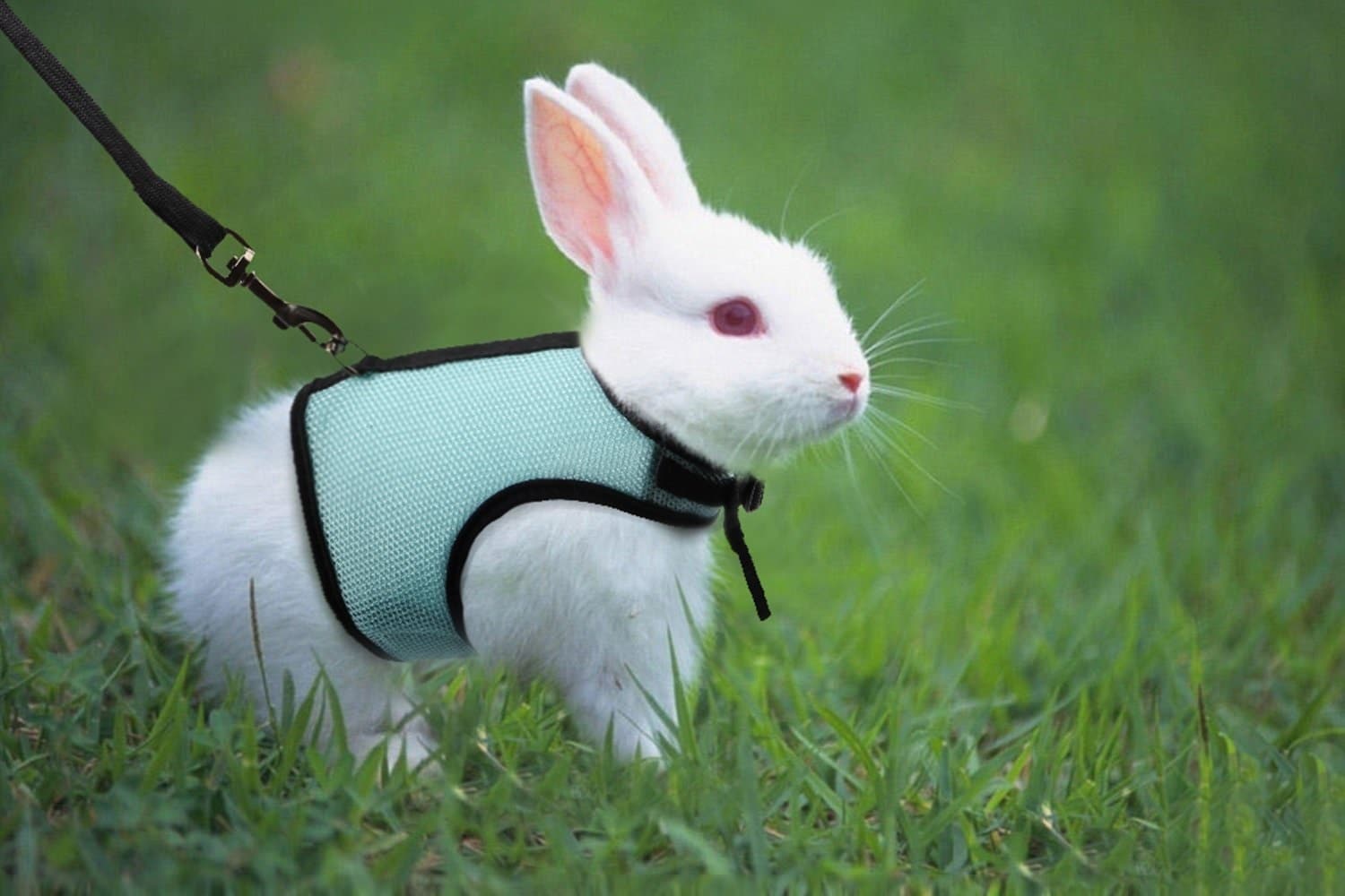 rabbit harness