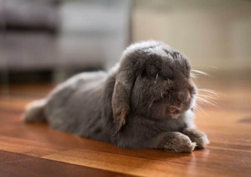 cooling pad for rabbits