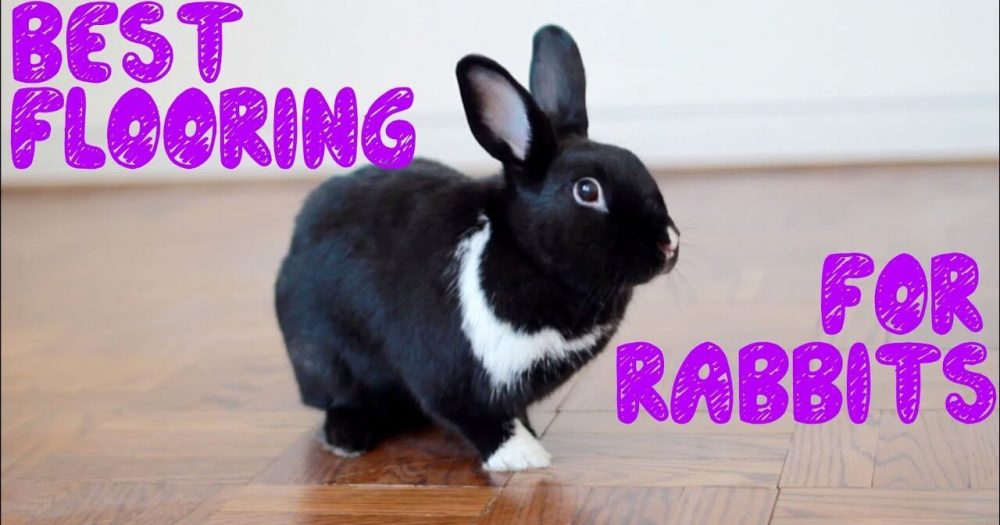 Top 7 Flooring for Rabbit Cage Best Choices For 2020