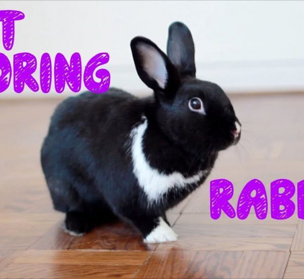 X Pen For Rabbits Best Rabbit Exercise Pens 2020