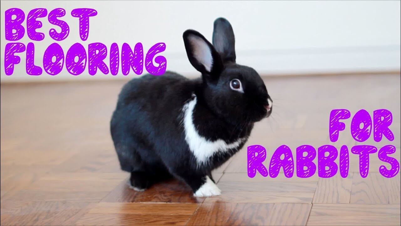 Top 7 Flooring For Indoor Rabbit Cages