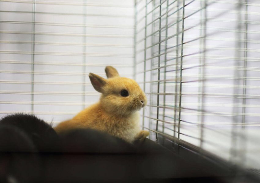 X Pen For Rabbits