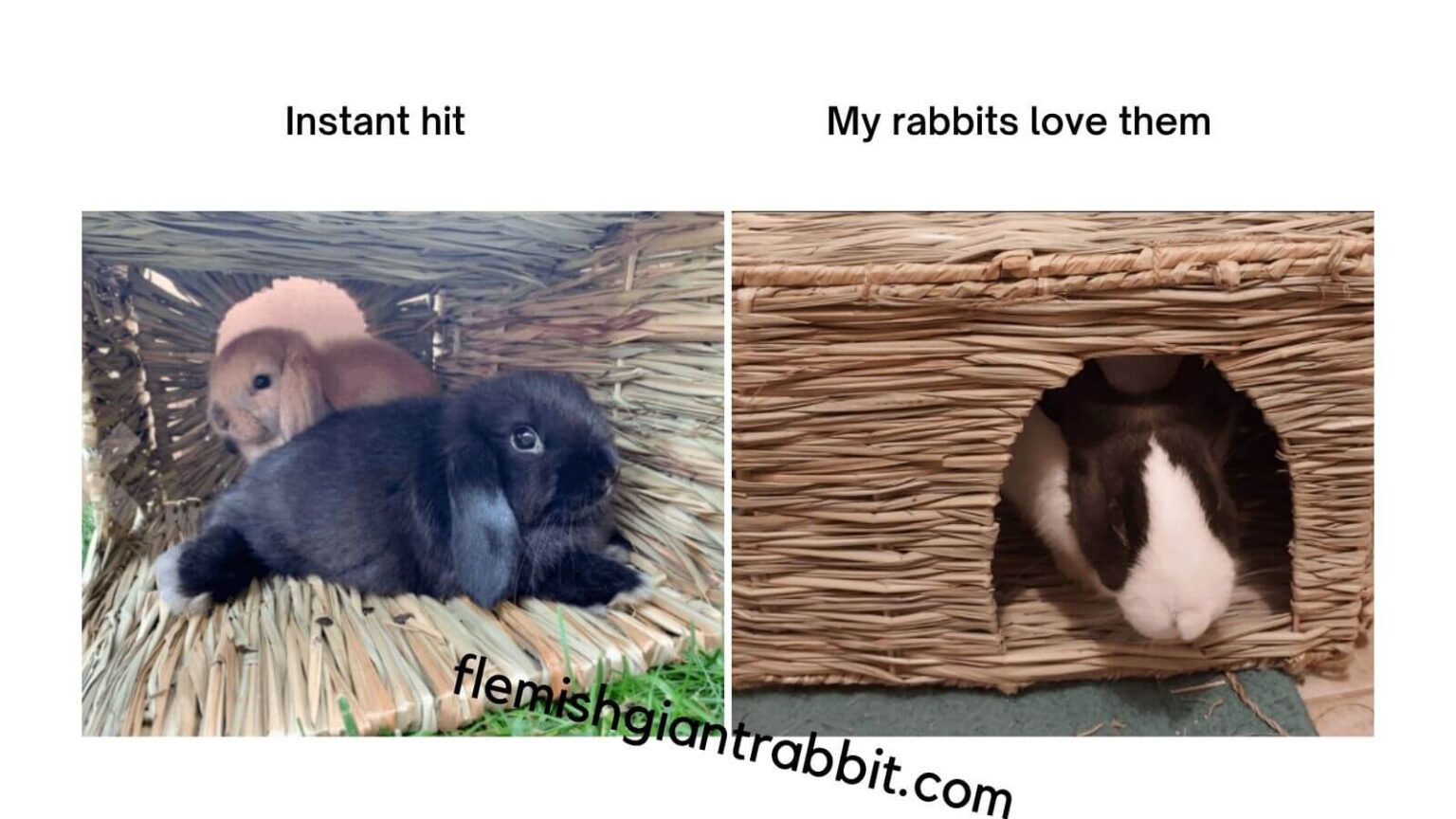 Best Rabbit Nesting Box Top Choices For 2023