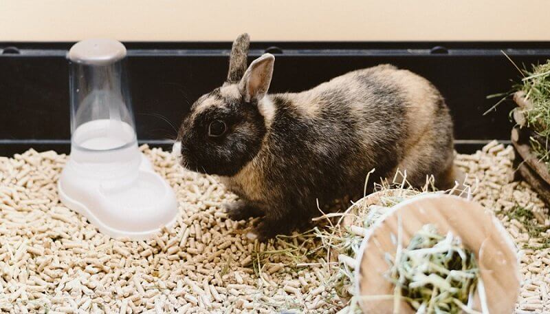 rabbit-drinking-water