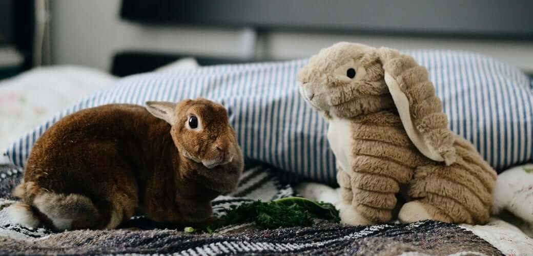 Abscess In Rabbits Causes And Treatment