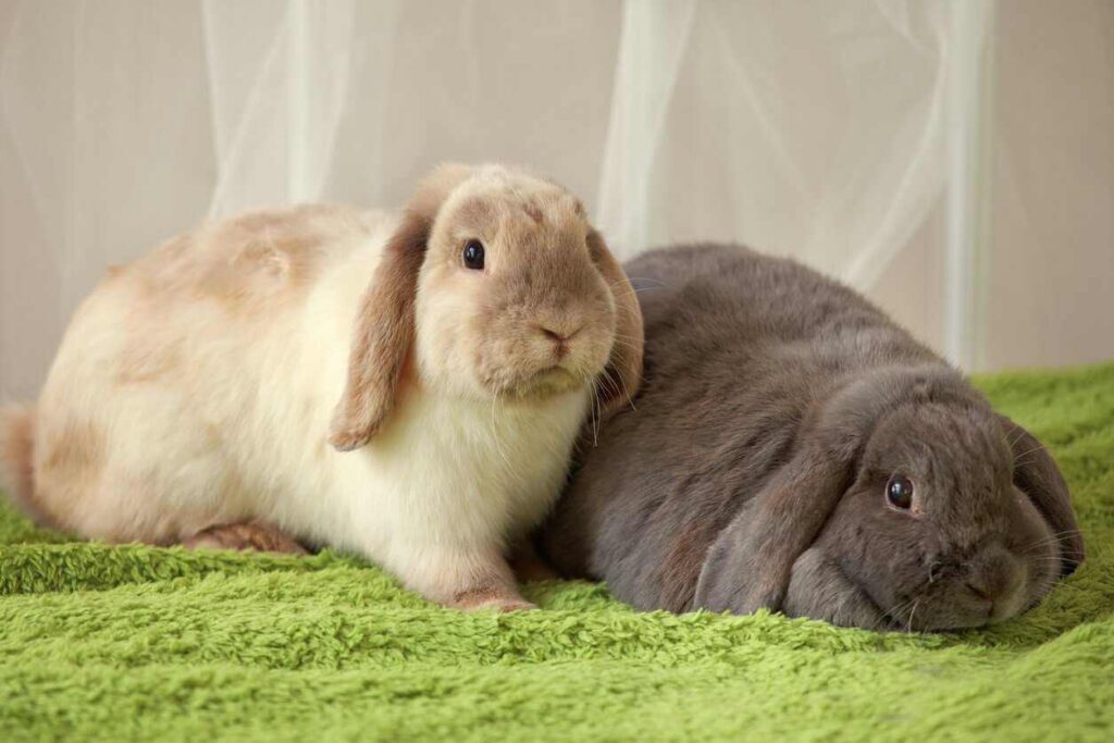 Can Rabbits Eat Dandelions