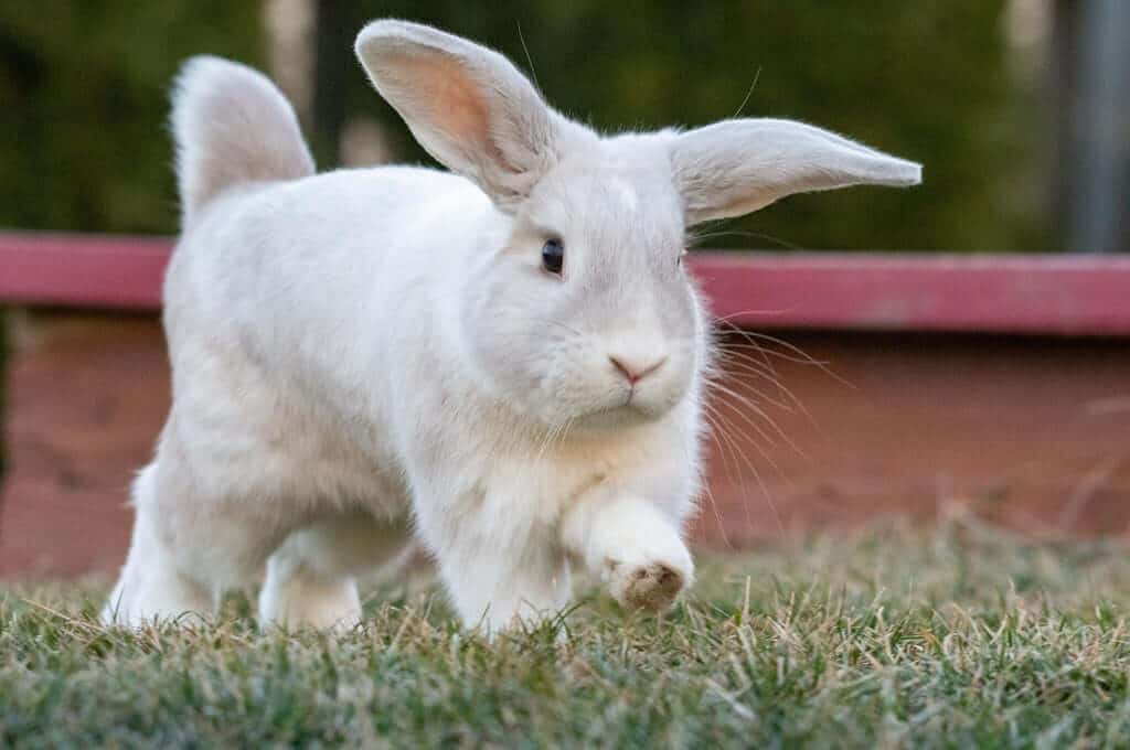 how to clean a rabbit