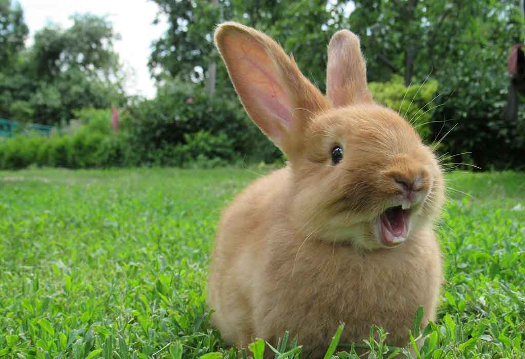 do rabbits fart