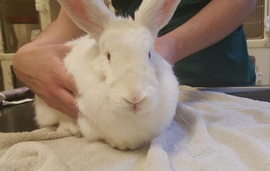 how many teeth do rabbits have