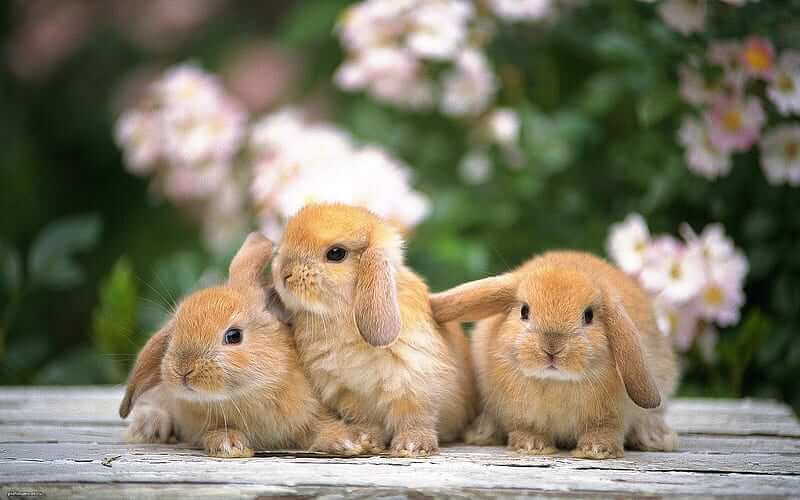 rabbit bladder sludge