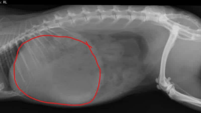 rabbit bloat