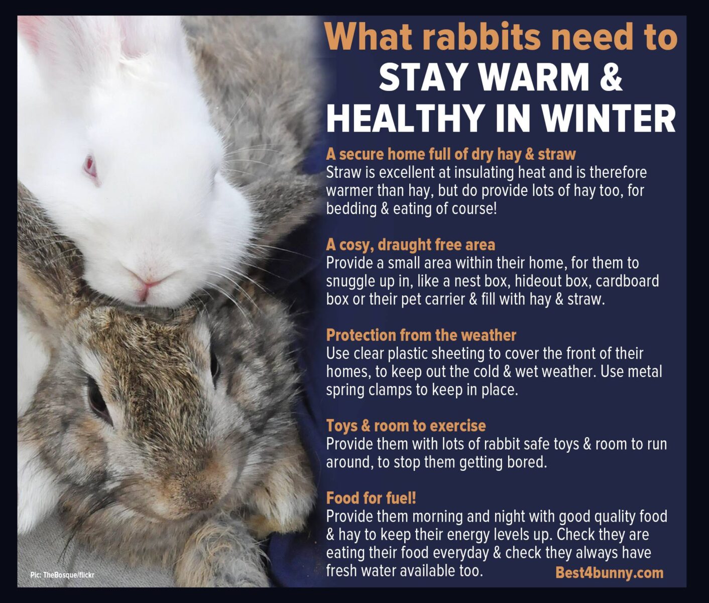 Do Rabbits Get Cold At Night? Everything You Need To Know