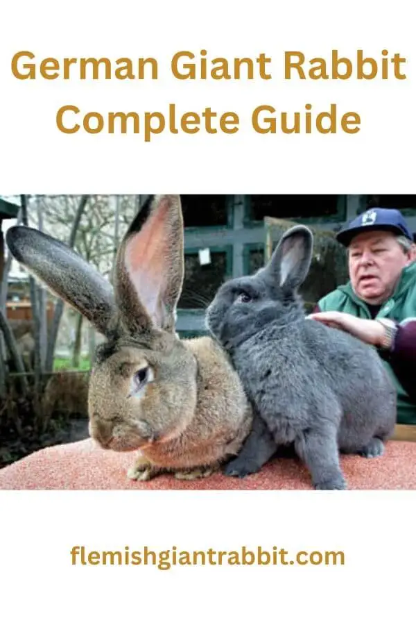 German Giant Rabbit